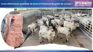 Como definiríamos qualidade do bezerro? Potencial de ganho de carcaça ?
 