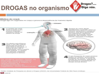 DROGAS no organismo
 