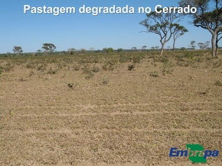 Pastagem degradada no Cerrado
 