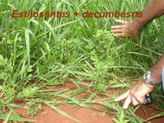 Estilosantes + decumbesns
 