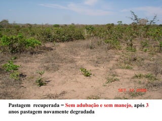 Pastagem recuperada = Sem adubação e sem manejo, após 3
anos pastagem novamente degradada
 
