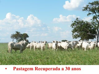 •   Pastagem Recuperada a 30 anos
 