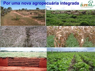 Por uma nova agropecuária integrada
 