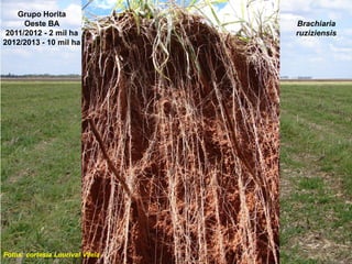 Grupo Horita
      Oeste BA                    Brachiaria
 2011/2012 - 2 mil ha             ruziziensis
2012/2013 - 10 mil ha




Fotos: cortesia Lourival Vilela
 