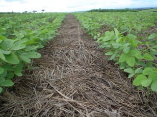 Soja em Palhada de Tanzânia + Ruziziensis – Dez. 07
 