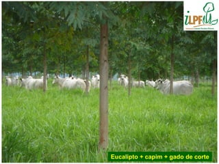 Eucalipto + capim + gado de corte
 