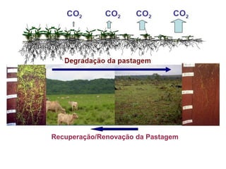 Recuperação/Renovação da Pastagem
 