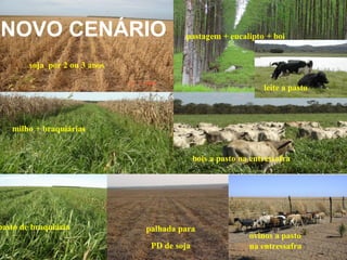 NOVO CENÁRIO                                        ILPFloresta
                                        pastagem + eucalipto + boi


        soja por 2 ou 3 anos

                                                                leite a pasto



   milho + braquiárias


                                             bois a pasto na entressafra




pasto de braquiária            palhada para
                                                            ovinos a pasto
                                PD de soja                  na entressafra
 