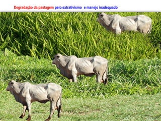 Degradação da pastagem pelo extrativismo e manejo inadequado
 