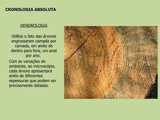 CRONOLOGIA ABSOLUTA DENDROLOGIA Utilliza o fato das árvores engrossarem camada por camada, em anéis de dentro para fora, um anel por ano.  Com as variações do ambiente, ao microscópio, cada árvore apresentará anéis de diferentes espessuras que podem ser precisamente datadas. 