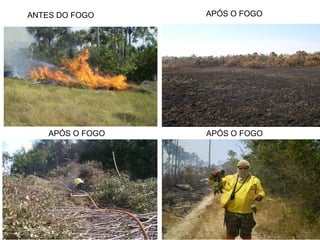 ANTES DO FOGO APÓS O FOGO
APÓS O FOGO APÓS O FOGO
 