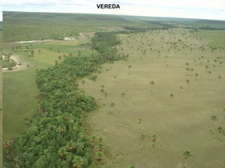 VEREDA
 