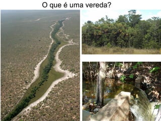 O que é uma vereda?
 