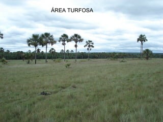 ÁREA TURFOSA
 