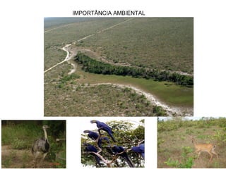 IMPORTÂNCIA AMBIENTAL
 