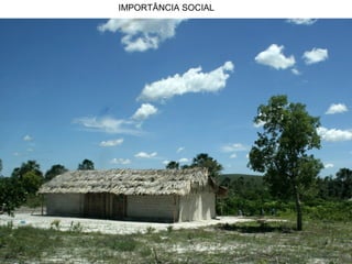 IMPORTÂNCIA SOCIAL
 