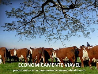 ECONOMICAMENTE VIAVEL
produz mais carne para mesmo consumo de alimento
 