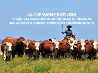 CULTURALMENTE DIVERSO
é a raça mais cosmopolita do planeta, usada mundialmente
para aumentar a produção, padronização e qualidade da carne
 
