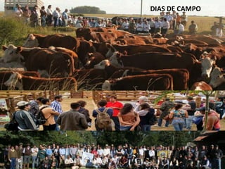 DIAS DE CAMPO
 