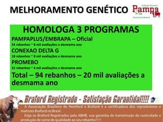 HOMOLOGA 3 PROGRAMAS
PAMPAPLUS/EMBRAPA – Oficial
54 rebanhos ~ 8 mil avaliações a desmama ano
CONEXAO DELTA G
18 rebanhos ~ 8 mil avaliações a desmama ano
PROMEBO
22 rebanhos ~ 4 mil avaliações a desmama ano
Total – 94 rebanhos – 20 mil avaliações a
desmama ano
MELHORAMENTO GENÉTICO
 