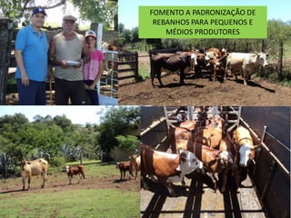 FO
FOMENTO A PADRONIZAÇÃO DE
REBANHOS PARA PEQUENOS E
MÉDIOS PRODUTORES
 