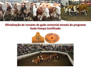Oficialização de remates de gado comercial através do programa
Gado Pampa Certificado
 