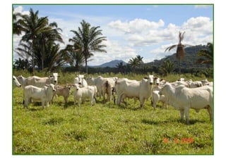 w w w . e x a g r o . c o m . b r    34 
 