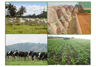 w w w . e x a g r o . c o m . b r    6 
 