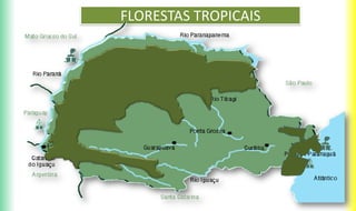 FLORESTAS TROPICAIS
 