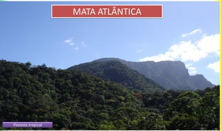 MATA ATLÂNTICA
Floresta tropical
 
