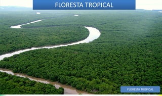FLORESTA TROPICAL
FLORESTA TROPICAL
 