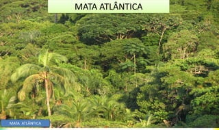 MATA ATLÂNTICA
MATA ATLÂNTICA
 