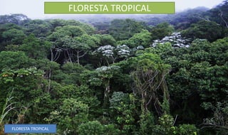 FLORESTA TROPICAL
FLORESTA TROPICAL
 