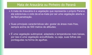 Mata de Araucária ou Pinheiro do Paraná
A mata de Araucária é a vegetação que representa o próprio Paraná,
ela sobreviveu o ciclo da erva-mate por ser uma vegetação aberta e
de fácil penetração.
Suas principais características são: gostar de áreas mais frias,
sempre acima de 500 metros de altitudes;
É uma vegetação subtropical, adaptada a temperaturas mais baixas,
por isso é uma vegetação aciculifoliada, ou seja, suas folhas são
pontiagudas na forma de agulhas.
 