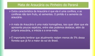 Mata de Araucária ou Pinheiro do Paraná
Outra característica da Araucária é que ela é uma conífera, e as
coníferas não tem fruto, só sementes. O pinhão é a semente da
araucária.
A mata de Araucária é uma mata homogênea, isso quer dizer que ela
apresenta poucas espécies, entre elas podemos destacar, além da
própria araucária, a imbúia e a erva-mata.
É importante lembrar que atualmente restam menos de 5% dessa
floresta que já foi a maior do sul do Brasil.
 