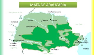 MATA DE ARAUCÁRIA
 