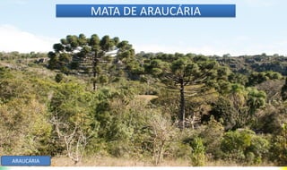 MATA DE ARAUCÁRIA
ARAUCÁRIA
 
