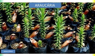ARAUCÁRIA
ARAUCÁRIA
 