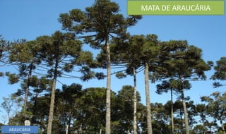 MATA DE ARAUCÁRIA
ARAUCÁRIA
 