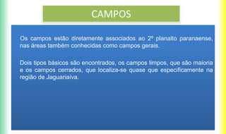 CAMPOS
Os campos estão diretamente associados ao 2º planalto paranaense,
nas áreas também conhecidas como campos gerais.
Dois tipos básicos são encontrados, os campos limpos, que são maioria
e os campos cerrados, que localiza-se quase que especificamente na
região de Jaguariaíva.
 