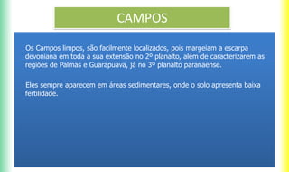 CAMPOS
Os Campos limpos, são facilmente localizados, pois margeiam a escarpa
devoniana em toda a sua extensão no 2º planalto, além de caracterizarem as
regiões de Palmas e Guarapuava, já no 3º planalto paranaense.
Eles sempre aparecem em áreas sedimentares, onde o solo apresenta baixa
fertilidade.
 