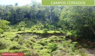 CAMPOS CERRADOS
CAMPOS CERRADOS
 