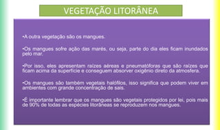 VEGETAÇÃO LITORÂNEA
•A outra vegetação são os mangues.
•Os mangues sofre ação das marés, ou seja, parte do dia eles ficam inundados
pelo mar.
•Por isso, eles apresentam raízes aéreas e pneumatóforas que são raízes que
ficam acima da superfície e conseguem absorver oxigênio direto da atmosfera.
•Os mangues são também vegetais halófilos, isso significa que podem viver em
ambientes com grande concentração de sais.
•É importante lembrar que os mangues são vegetais protegidos por lei, pois mais
de 90% de todas as espécies litorâneas se reproduzem nos mangues.
 