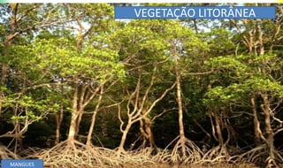 VEGETAÇÃO LITORÂNEA
MANGUES
 