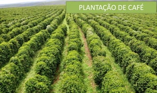 PLANTAÇÃO DE CAFÉ
 