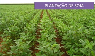 PLANTAÇÃO DE SOJA
 