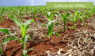 Cultura de Milho
 