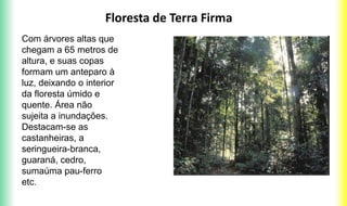 Floresta de Terra Firma
Com árvores altas que
chegam a 65 metros de
altura, e suas copas
formam um anteparo à
luz, deixando o interior
da floresta úmido e
quente. Área não
sujeita a inundações.
Destacam-se as
castanheiras, a
seringueira-branca,
guaraná, cedro,
sumaúma pau-ferro
etc.
 