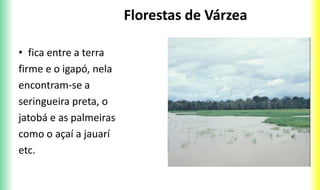 Florestas de Várzea
• fica entre a terra
firme e o igapó, nela
encontram-se a
seringueira preta, o
jatobá e as palmeiras
como o açaí a jauarí
etc.
 