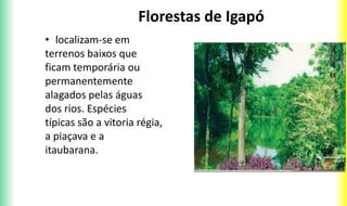 Florestas de Igapó
• localizam-se em
terrenos baixos que
ficam temporária ou
permanentemente
alagados pelas águas
dos rios. Espécies
típicas são a vitoria régia,
a piaçava e a
itaubarana.
 